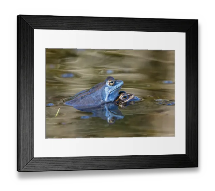 Framed Print : Moor Frog (Rana arvalis) pair in amplexus, Bavaria, Germany Framed Print : Moor Frog (Rana arvalis) pair in amplexus, Bavaria, Germany