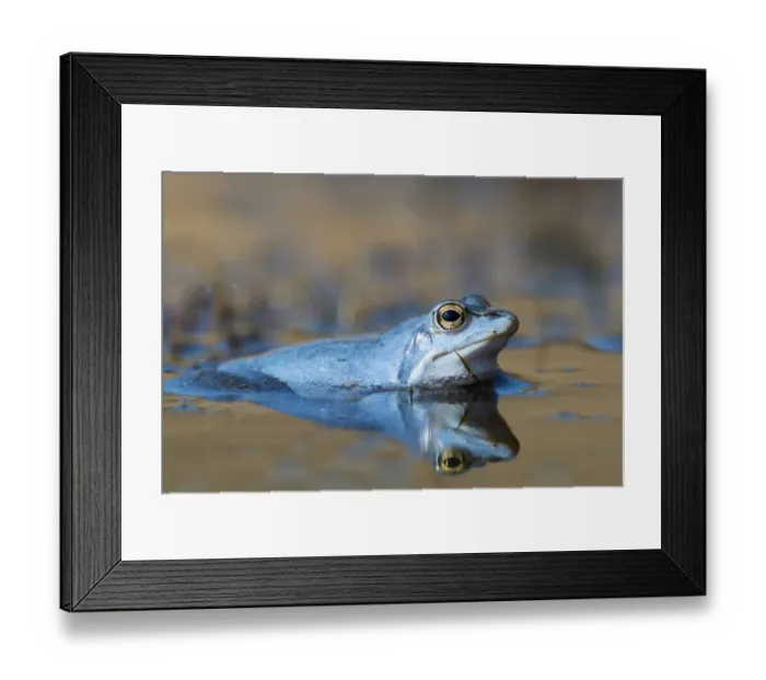 Framed Print : Moor Frog (Rana arvalis), Bavaria, Germany Framed Print : Moor Frog (Rana arvalis), Bavaria, Germany