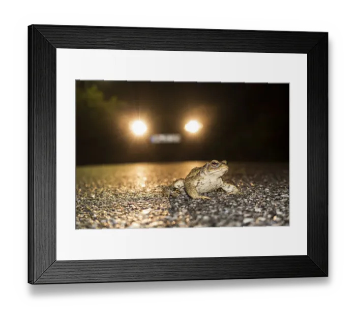 Framed Print : European Toad (Bufo bufo) crossing road, Bavaria, Germany Framed Print : European Toad (Bufo bufo) crossing road, Bavaria, Germany