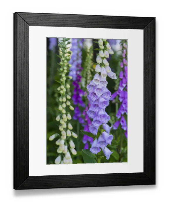 Framed Print : Purple Foxglove (Digitalis purpurea) flowering, Redwood National Park, California Framed Print : Purple Foxglove (Digitalis purpurea) flowering, Redwood National Park, California