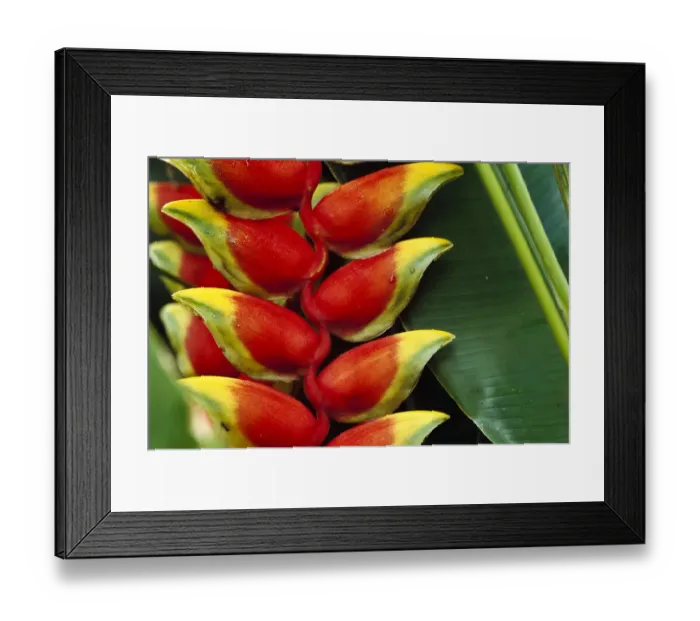 Framed Print : Hanging Heliconia (Heliconia rostrata) close-up, Belize Framed Print : Hanging Heliconia (Heliconia rostrata) close-up, Belize