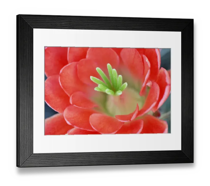 Framed Print : Claret Cup Cactus (Echinocereus triglochidiatus) flower, Arizona Framed Print : Claret Cup Cactus (Echinocereus triglochidiatus) flower, Arizona
