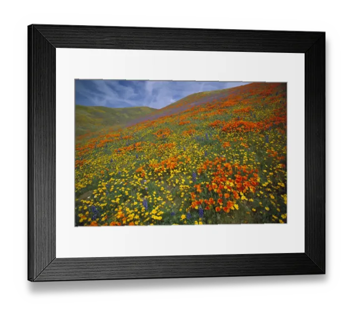 Framed Print : California Poppy (Eschscholzia californica) and Lupine (Lupinus sp) flowers covering hills Framed Print : California Poppy (Eschscholzia californica) and Lupine (Lupinus sp) flowers covering hills