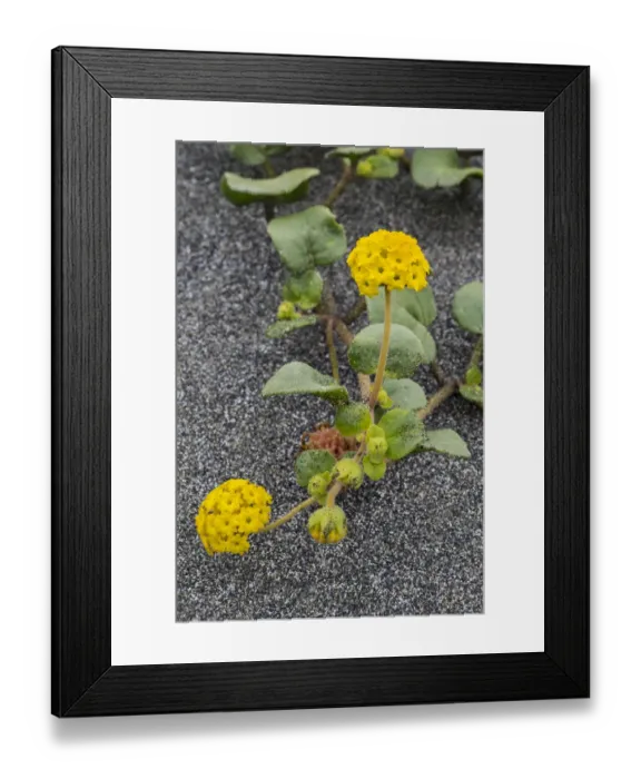 Framed Print : Coastal Sand Verbena (Abronia latifolia) flowers, Gold Bluffs Beach, Redwood National Park Framed Print : Coastal Sand Verbena (Abronia latifolia) flowers, Gold Bluffs Beach, Redwood National Park