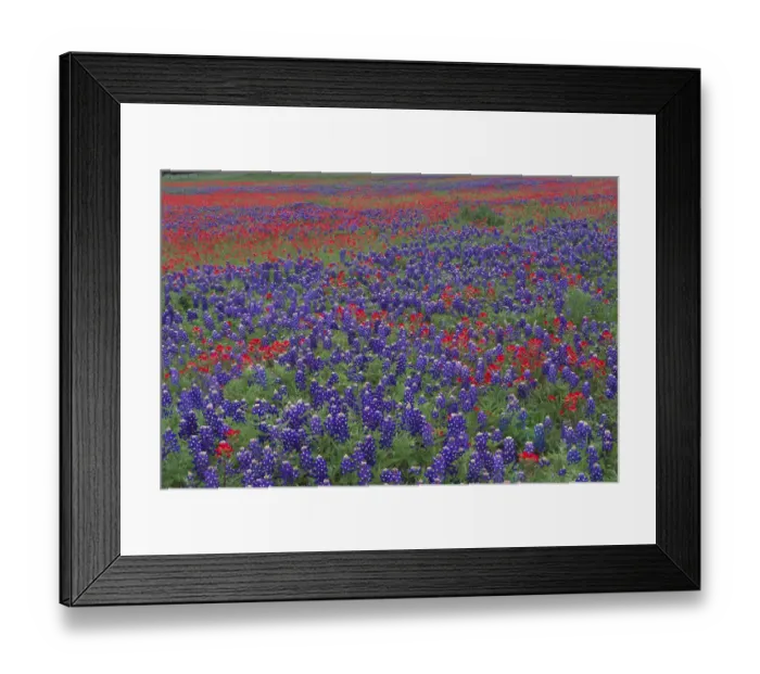 Framed Print : Sand Bluebonnet (Lupinus subcarnosus) and Paintbrush (Castilleja sp) flowers, Hill Country Framed Print : Sand Bluebonnet (Lupinus subcarnosus) and Paintbrush (Castilleja sp) flowers, Hill Country