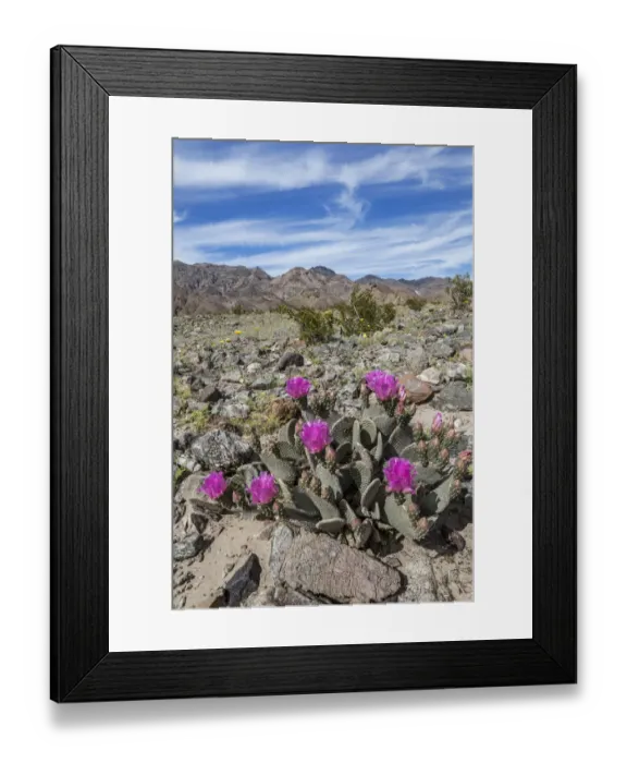 Framed Print : Beavertail Cactus (Opuntia basilaris) flowering, Death Valley National Park, California Framed Print : Beavertail Cactus (Opuntia basilaris) flowering, Death Valley National Park, California