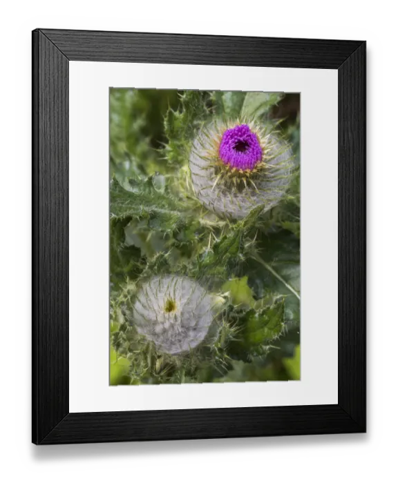 Framed Print : Clustered Thistle (Cirsium brevistylum) seedheads, Redwood National Park, California Framed Print : Clustered Thistle (Cirsium brevistylum) seedheads, Redwood National Park, California