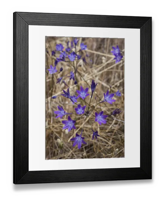 Framed Print : White Brodiaea (Triteleia hyacinthina) flowering, Redwood National Park, California Framed Print : White Brodiaea (Triteleia hyacinthina) flowering, Redwood National Park, California