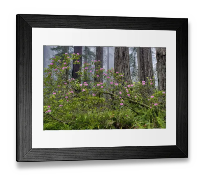 Framed Print : Pacific Rhododendron (Rhododendron macrophyllum) flowering in old growth Coast Redwood Framed Print : Pacific Rhododendron (Rhododendron macrophyllum) flowering in old growth Coast Redwood