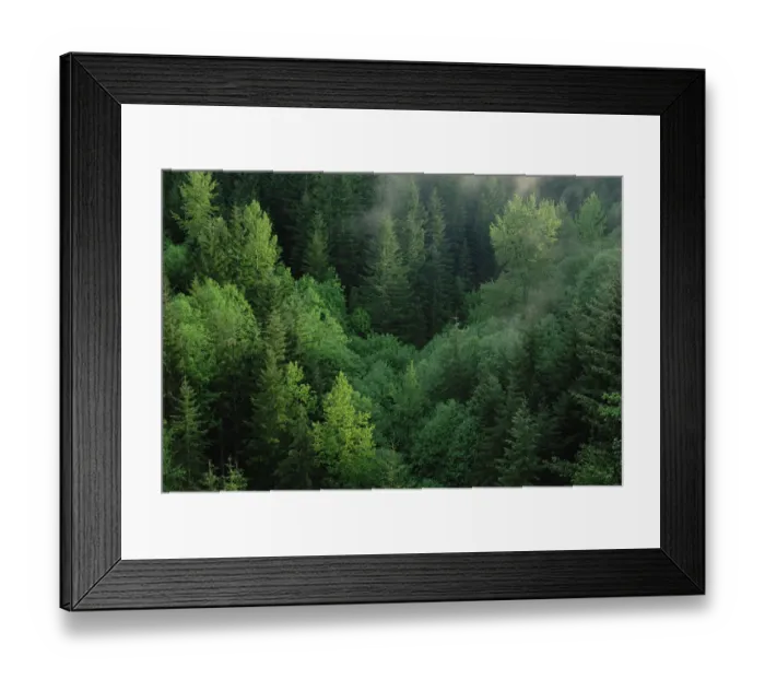 Framed Print : Aerial view of conifer forest along lower slopes of Mt Saint Helens, Washington Framed Print : Aerial view of conifer forest along lower slopes of Mt Saint Helens, Washington