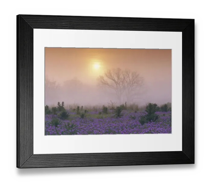Framed Print : Sand Verbena (Abronia gracilis) field and foggy morning sunrise over a bare tree, Hill Country