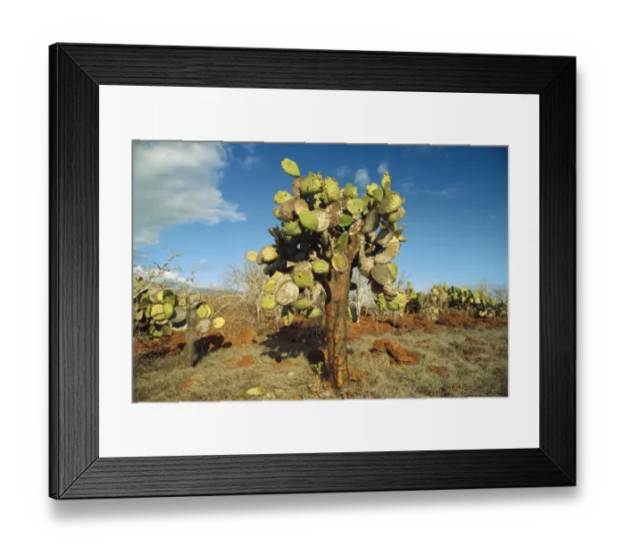 Framed Print : Opuntia (Opuntia echios) cactus Galapagos Islands National Park, Ecuador Framed Print : Opuntia (Opuntia echios) cactus Galapagos Islands National Park, Ecuador