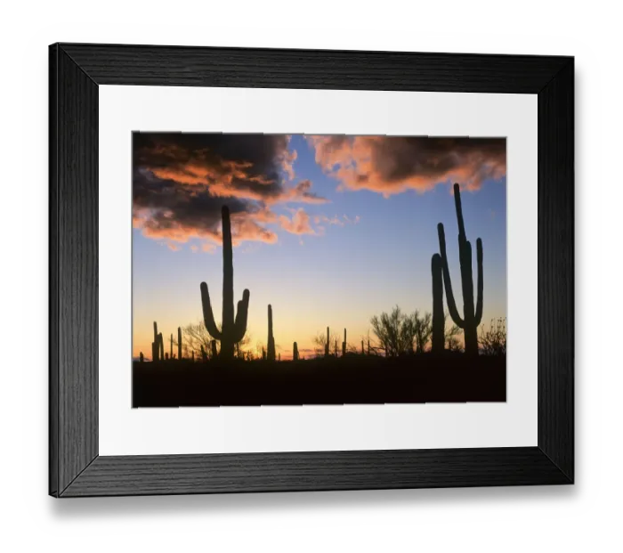 Framed Print : Saguaro (Carnegiea gigantea) cacti at sunset, Saguaro National Monument, Arizona Framed Print : Saguaro (Carnegiea gigantea) cacti at sunset, Saguaro National Monument, Arizona