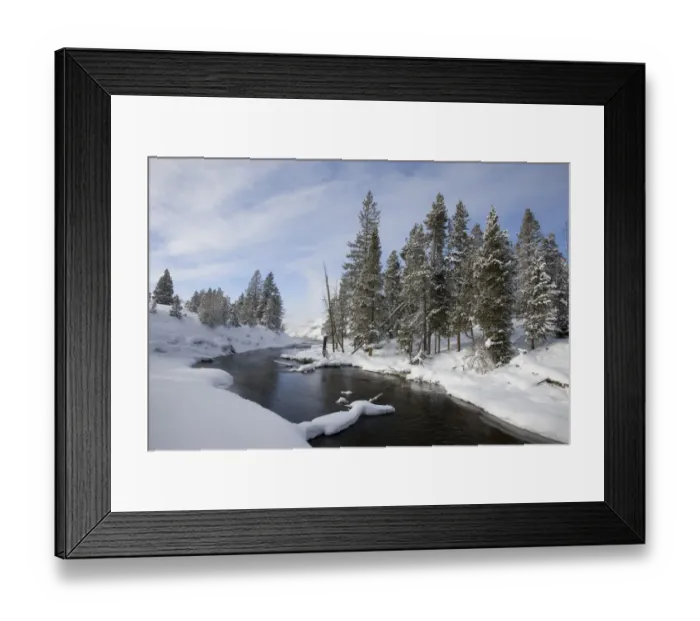 Framed Print : Snow-covered trees along river in winter, Yellowstone National Park, Wyoming Framed Print : Snow-covered trees along river in winter, Yellowstone National Park, Wyoming