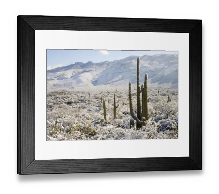 Framed Print : Saguaro (Carnegiea gigantea) cactus in snow, Saguaro National Park, Tucson, Arizona Framed Print : Saguaro (Carnegiea gigantea) cactus in snow, Saguaro National Park, Tucson, Arizona
