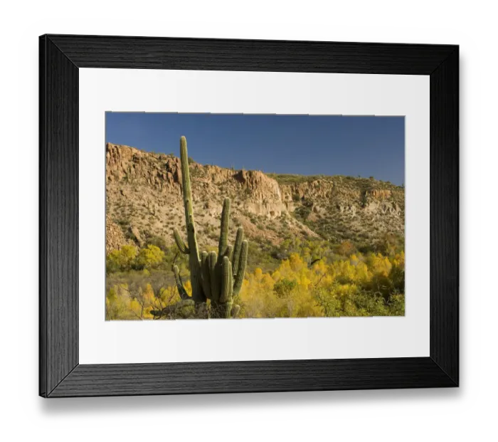 Framed Print : Saguaro (Carnegiea gigantea) cactus and fall colored trees, Sierra Ancha Wilderness Framed Print : Saguaro (Carnegiea gigantea) cactus and fall colored trees, Sierra Ancha Wilderness