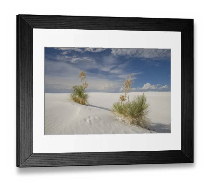 Framed Print : Soaptree Yucca (Yucca elata) pair, White Sands National Monument, New Mexico Framed Print : Soaptree Yucca (Yucca elata) pair, White Sands National Monument, New Mexico