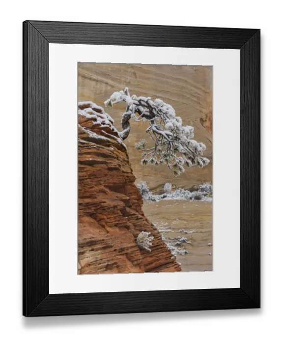 Framed Print : Pine (Pinus sp) tree on sandstone, Zion National Park, Utah Framed Print : Pine (Pinus sp) tree on sandstone, Zion National Park, Utah