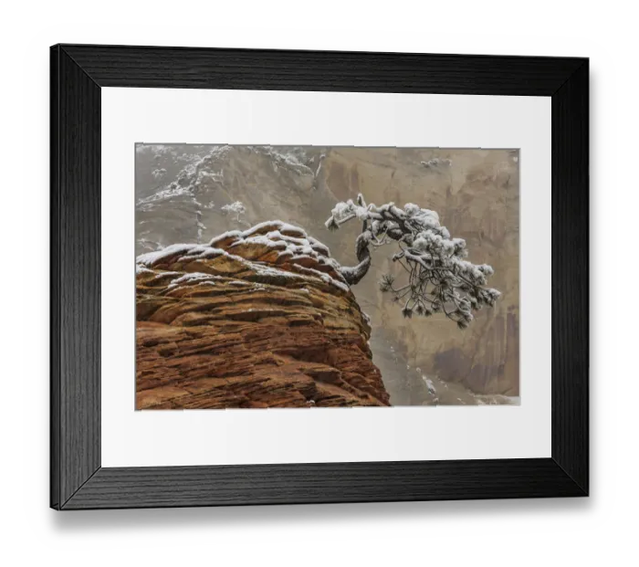 Framed Print : Pine (Pinus sp) tree on sandstone, Zion National Park, Utah Framed Print : Pine (Pinus sp) tree on sandstone, Zion National Park, Utah