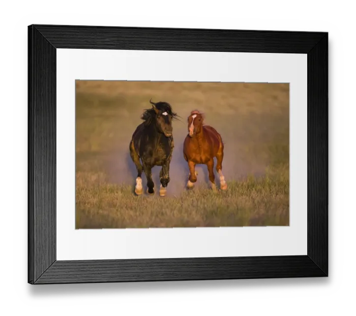 Framed Print : Wild Horse (Equus caballus) pair running, Wyoming Framed Print : Wild Horse (Equus caballus) pair running, Wyoming
