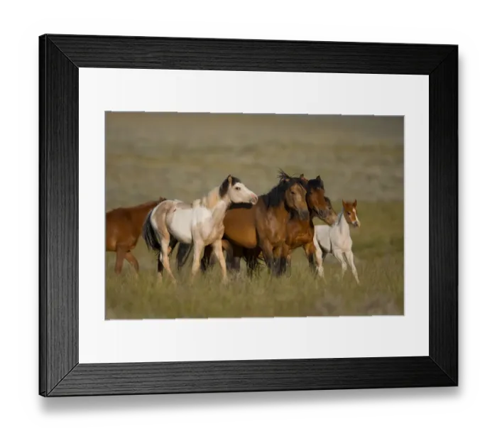 Framed Print : Wild Horse (Equus caballus) herd running, Wyoming Framed Print : Wild Horse (Equus caballus) herd running, Wyoming