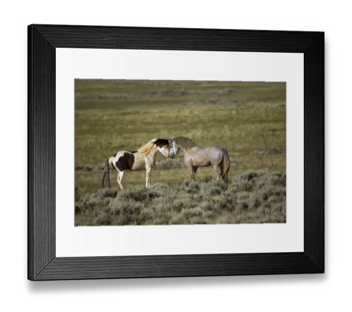 Framed Print : Wild Horse (Equus caballus) pair nuzzling over fence, Wyoming Framed Print : Wild Horse (Equus caballus) pair nuzzling over fence, Wyoming