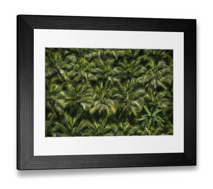 Framed Print : Coconut Palm (Cocos nucifera) forest, Georgetown, Guyana Framed Print : Coconut Palm (Cocos nucifera) forest, Georgetown, Guyana