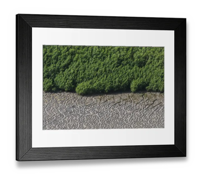 Framed Print : Mangrove (Rhizophora sp) forest at low tide, Shell Beach, Guyana Framed Print : Mangrove (Rhizophora sp) forest at low tide, Shell Beach, Guyana