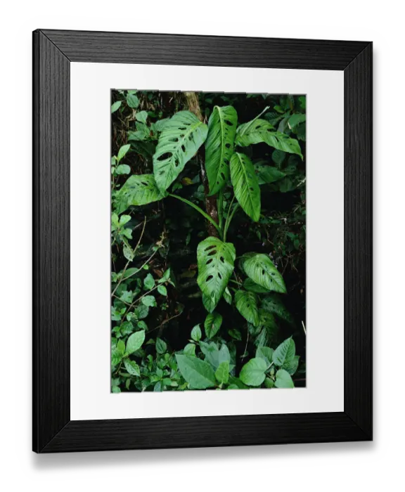 Framed Print : Monstera (Monstera sp) vine growing at base of tree in rainforest, Panama Framed Print : Monstera (Monstera sp) vine growing at base of tree in rainforest, Panama