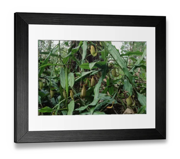 Framed Print : Bicalcarata Pitcher Plants, grows as vines, Brunei, Borneo Framed Print : Bicalcarata Pitcher Plants, grows as vines, Brunei, Borneo