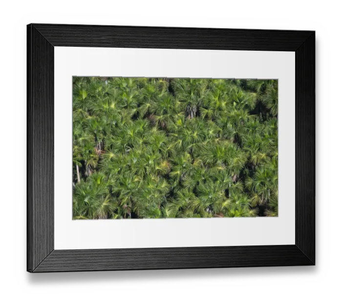 Framed Print : Aguache Palm (Mauritia flexuosa) forest, Guyana