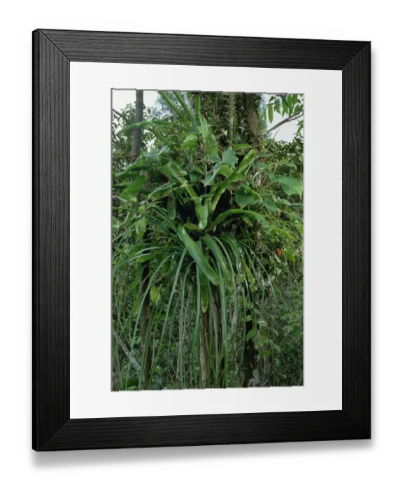 Framed Print : Basket-sized plant garden created by ants in Venezuela Framed Print : Basket-sized plant garden created by ants in Venezuela