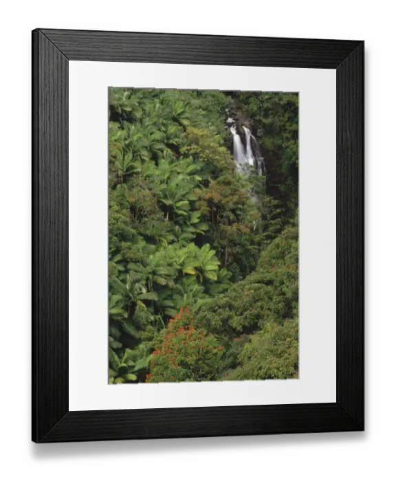 Framed Print : Native and exotic rainforest vegetation in Nanue River Valley, Hawaii Framed Print : Native and exotic rainforest vegetation in Nanue River Valley, Hawaii