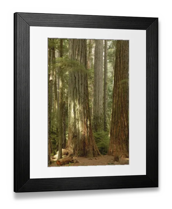 Framed Print : Douglas Fir (Pseudotsuga menziesii) old growth, Cathedral Grove, Vancouver Island Framed Print : Douglas Fir (Pseudotsuga menziesii) old growth, Cathedral Grove, Vancouver Island