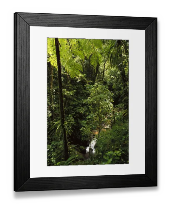 Framed Print : Stream cascades through montane cloud forest, Monteverde, Costa Rica Framed Print : Stream cascades through montane cloud forest, Monteverde, Costa Rica