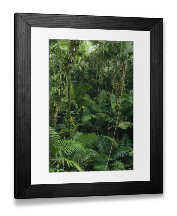 Framed Print : Sierra Palm (Prestoea montana) trees in tropical rainforest, El Yunque National Forest Framed Print : Sierra Palm (Prestoea montana) trees in tropical rainforest, El Yunque National Forest