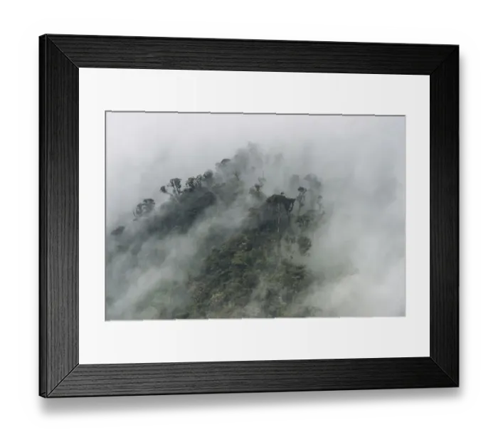 Framed Print : Cloud forest canopy, Andes, Ecuador Framed Print : Cloud forest canopy, Andes, Ecuador
