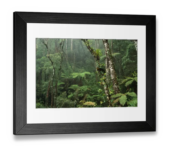 Framed Print : Montane rainforest interior at 7, 000 feet elevation, Mt Kinabalu, Mt Kinabalu National Park Framed Print : Montane rainforest interior at 7, 000 feet elevation, Mt Kinabalu, Mt Kinabalu National Park