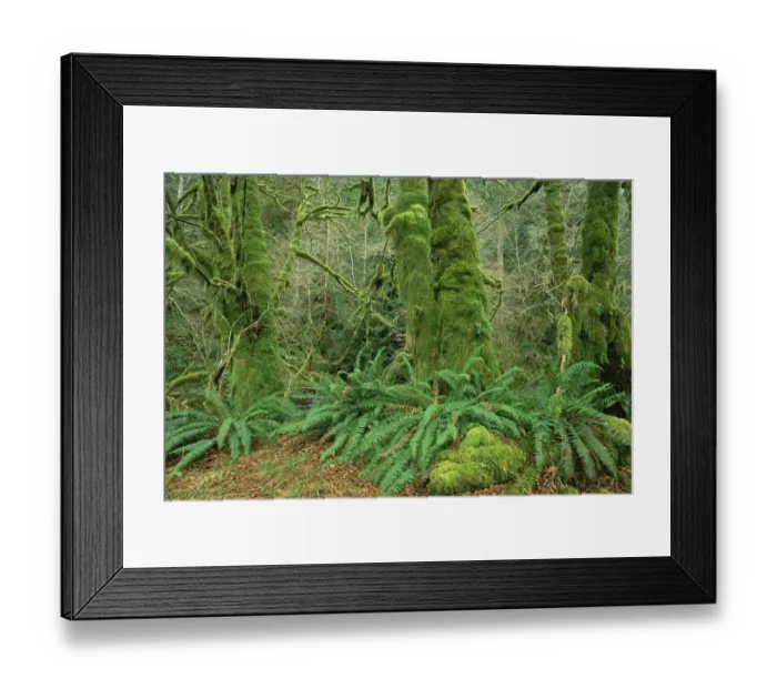 Framed Print : Bigleaf Maple (Acer macrophyllum) trees covered with moss in temperate rainforest Framed Print : Bigleaf Maple (Acer macrophyllum) trees covered with moss in temperate rainforest