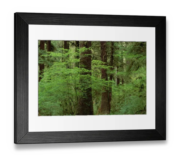Framed Print : Western Hemlock (Tsuga heterophylla) in old growth temperate rainforest, North America Framed Print : Western Hemlock (Tsuga heterophylla) in old growth temperate rainforest, North America
