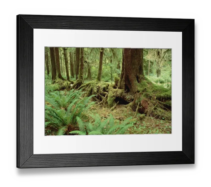 Framed Print : Nurse log stage five temperate rainforest, Olympic National Park, Washington Framed Print : Nurse log stage five temperate rainforest, Olympic National Park, Washington