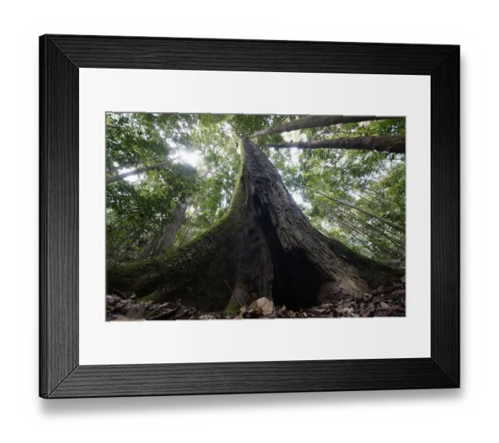 Framed Print : Buttressed rainforest tree, Maliau Basin, Malaysia Framed Print : Buttressed rainforest tree, Maliau Basin, Malaysia