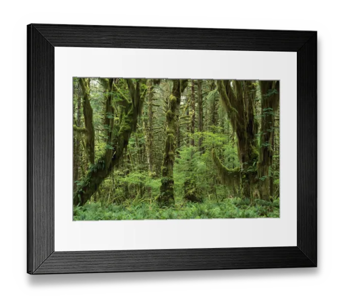 Framed Print : Trees covered with moss in temperate rainforest interior, Queens River Valley Framed Print : Trees covered with moss in temperate rainforest interior, Queens River Valley