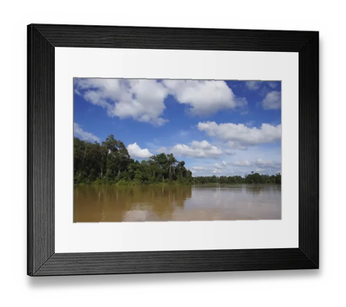 Framed Print : Rainforest along river, Kinabatangan River, Malaysia Framed Print : Rainforest along river, Kinabatangan River, Malaysia