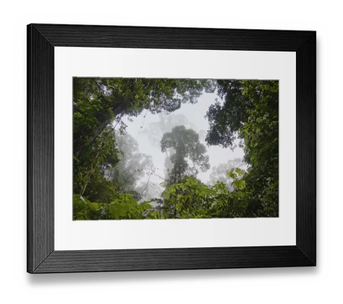 Framed Print : Rainforest overhead, Danum Valley, Malaysia Framed Print : Rainforest overhead, Danum Valley, Malaysia