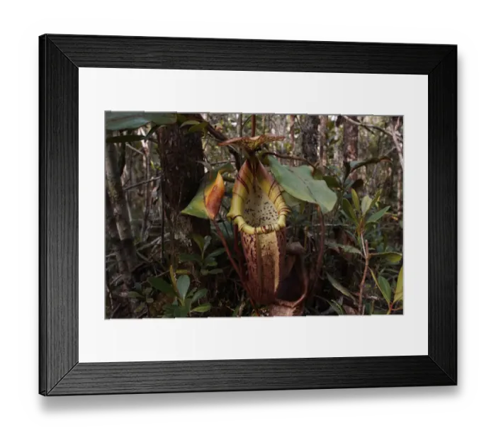 Framed Print : Pitcher Plant (Nepenthes sp) pitcher, Malaysia Framed Print : Pitcher Plant (Nepenthes sp) pitcher, Malaysia