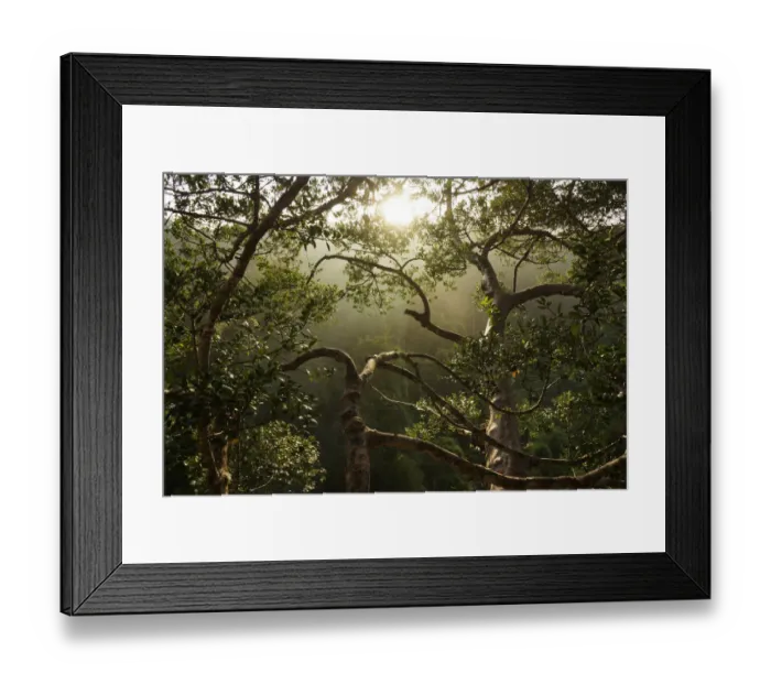 Framed Print : Rainforest, Maliau Basin, Malaysia