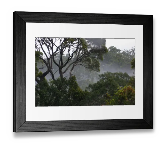 Framed Print : Rainforest with fog, Maliau Basin, Malaysia Framed Print : Rainforest with fog, Maliau Basin, Malaysia