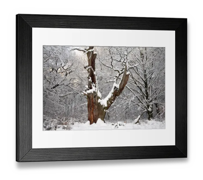 Framed Print : English Oak (Quercus robur) ancient tree trunk in snowy forest, Sababurg Primeval Forest Framed Print : English Oak (Quercus robur) ancient tree trunk in snowy forest, Sababurg Primeval Forest