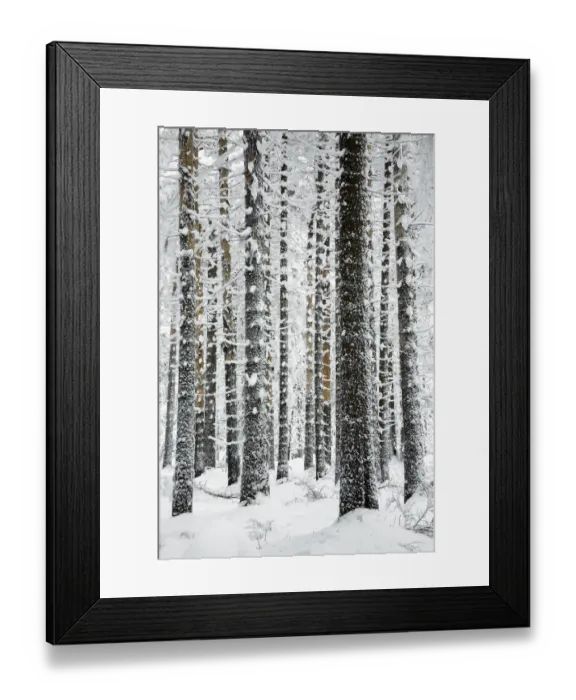 Framed Print : Norway Spruce (Picea abies) in snow, Brocken, Harz, Germany Framed Print : Norway Spruce (Picea abies) in snow, Brocken, Harz, Germany